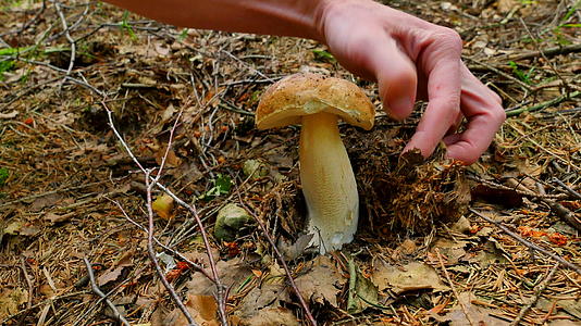 收集蘑菇的热情之手用刀切断了林地上的蘑菇小心切开视频的预览图