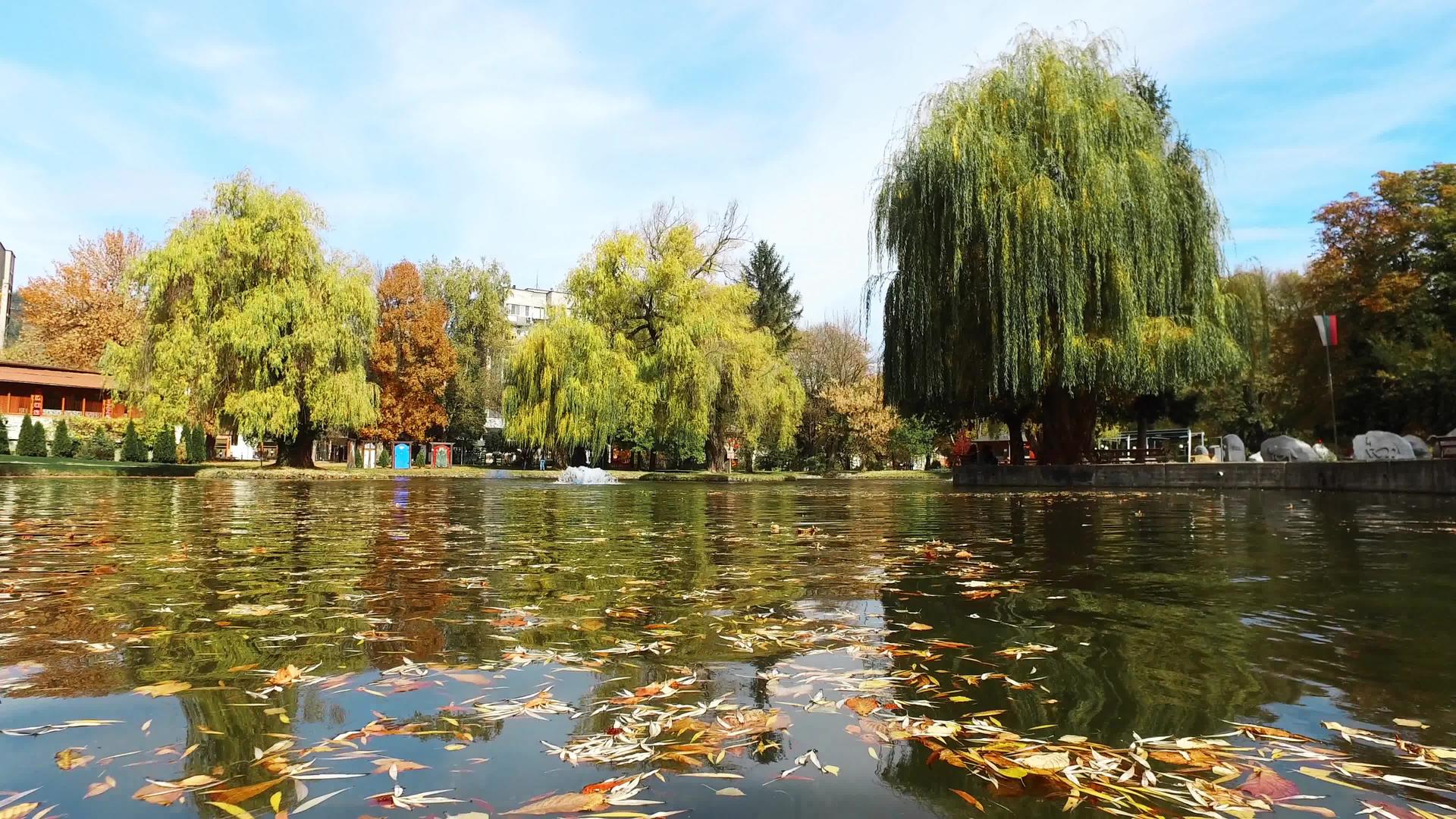 秋天在美丽的公园里树叶在水面上视频的预览图