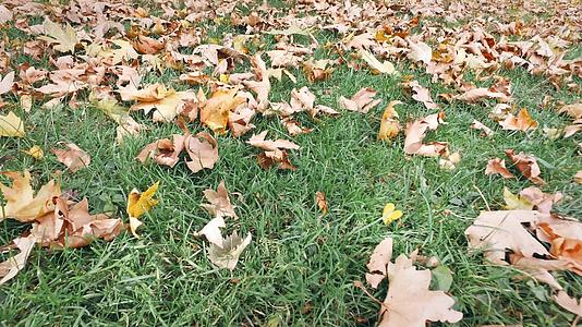 在绿色的草地上拍摄秋叶的自然背景电影视频的预览图