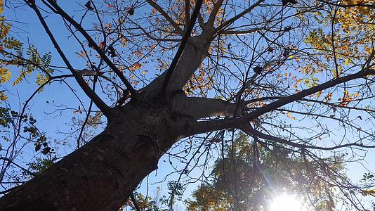 秋天的树叶和蓝天用相机稳定器射击照亮光明的树枝视频的预览图