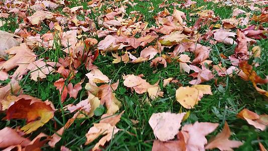 秋叶行走的第一个视角是户外秋季的自然背景视频的预览图