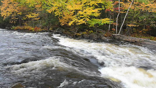 牛顿格河岸边多彩的秋天森林视频的预览图