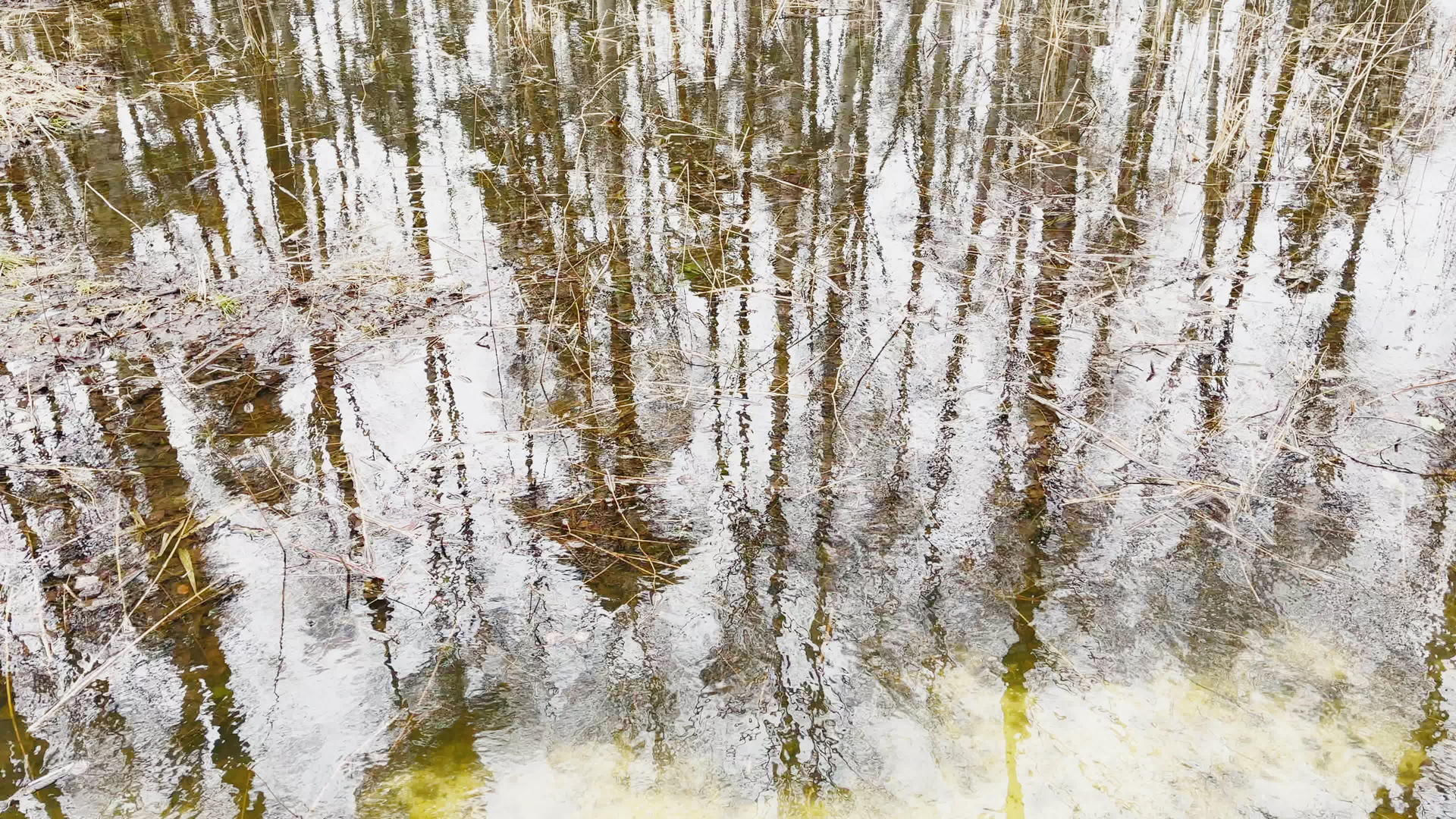 林中立春阳光明媚的日子映在水面上视频的预览图