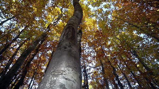 动物狗爬上丰富多彩的秋树阳光照耀着树枝视频的预览图