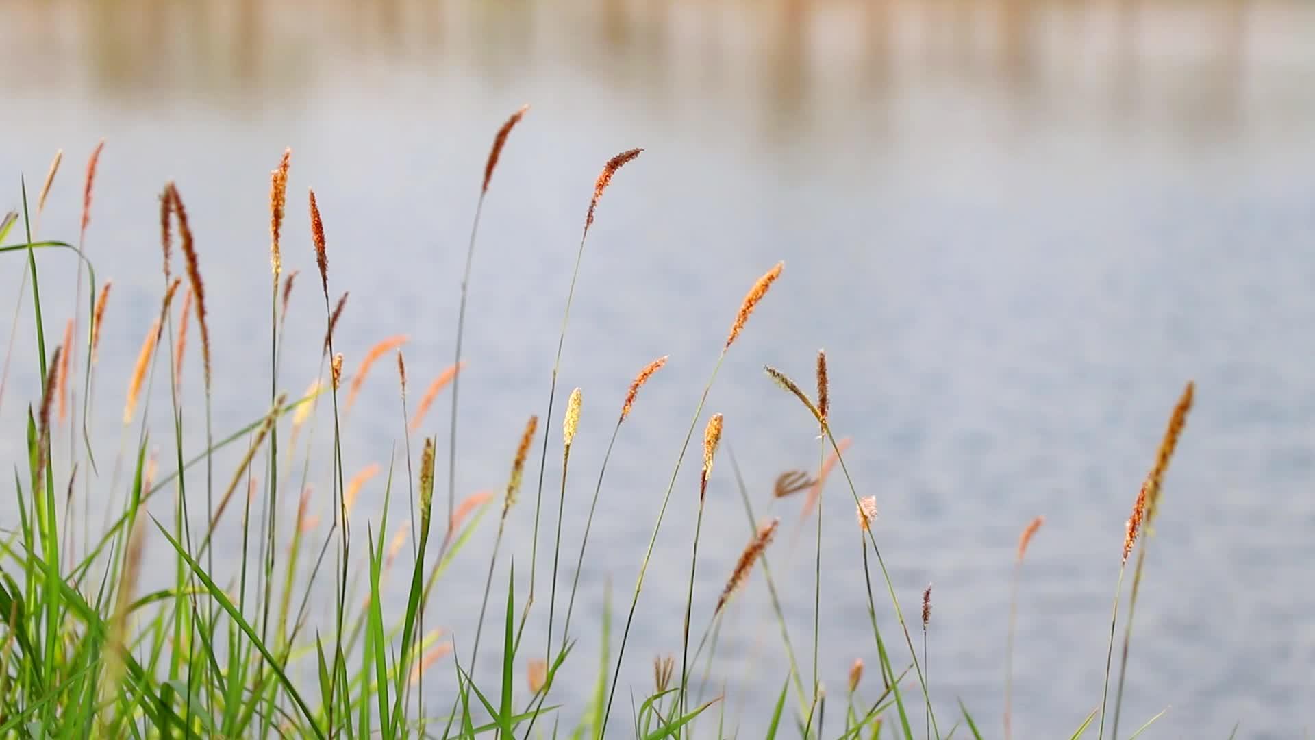草花在湖边的风中摇摆视频的预览图