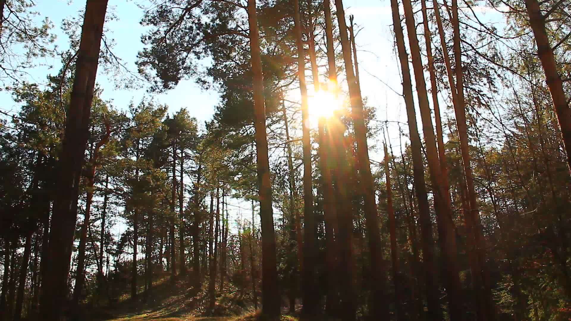 美丽的秋林视频的预览图
