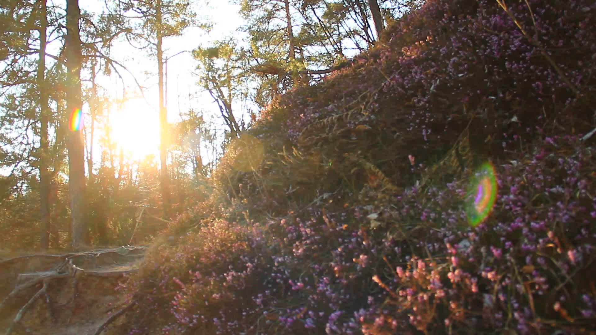 秋林中美丽的一天视频的预览图