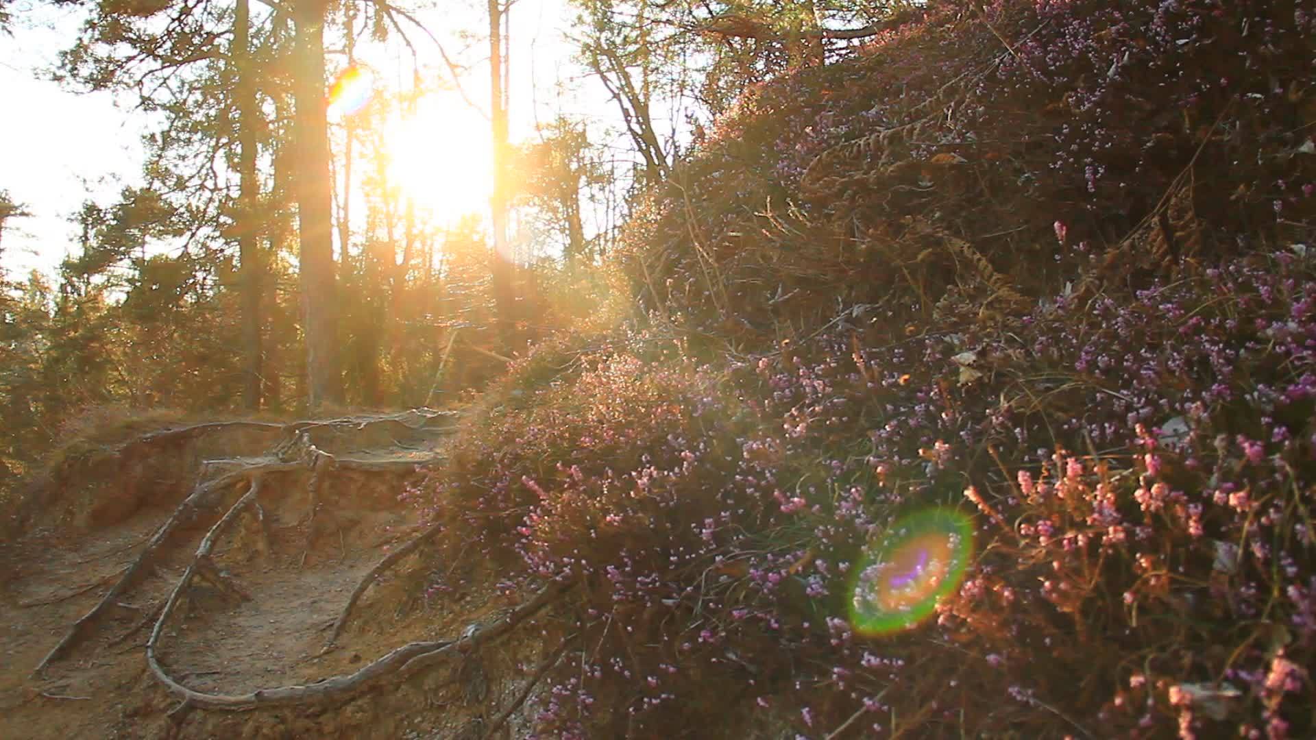 秋林中有趣的阳光视频的预览图