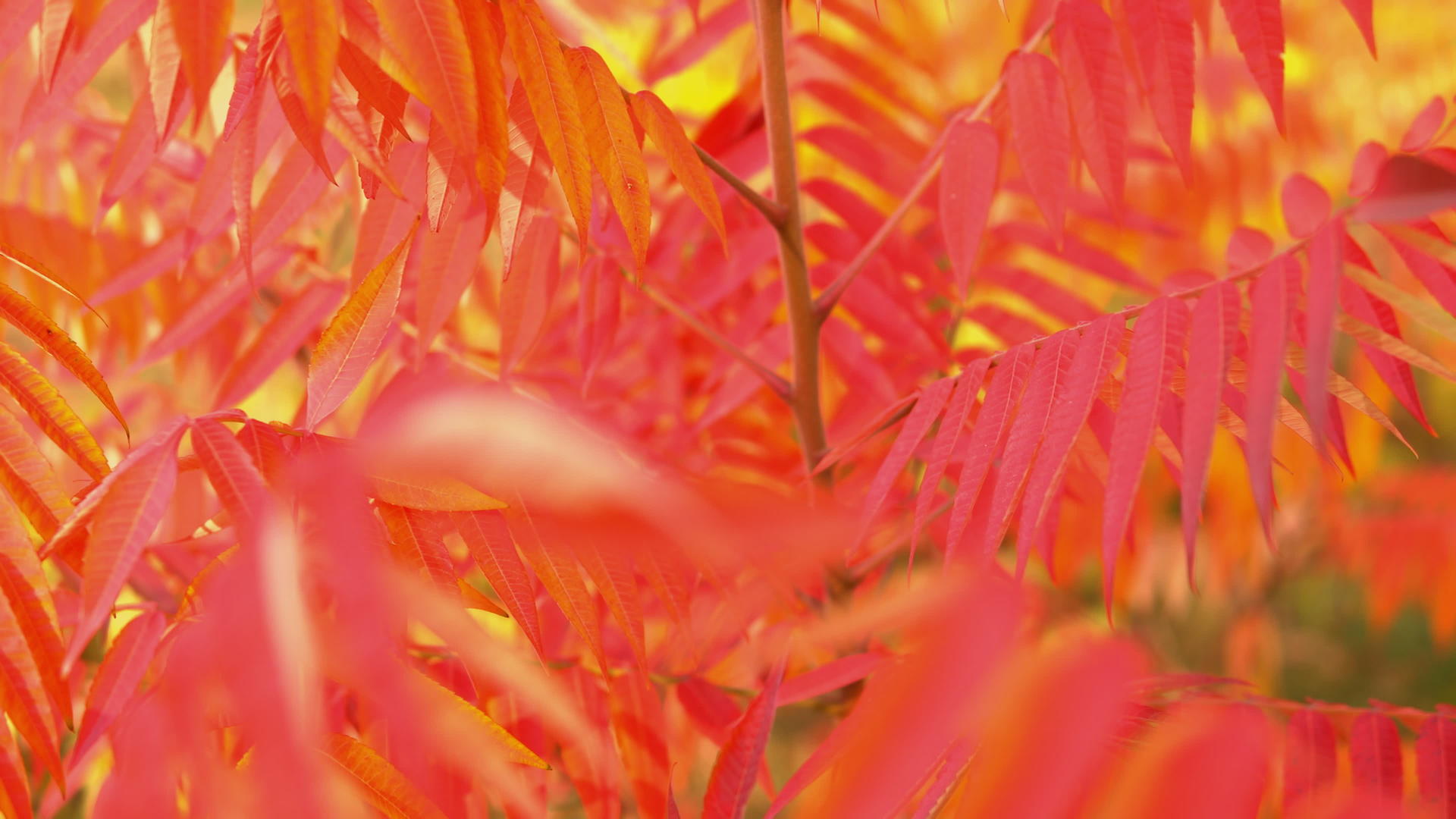 秋天公园树枝上的红叶视频的预览图