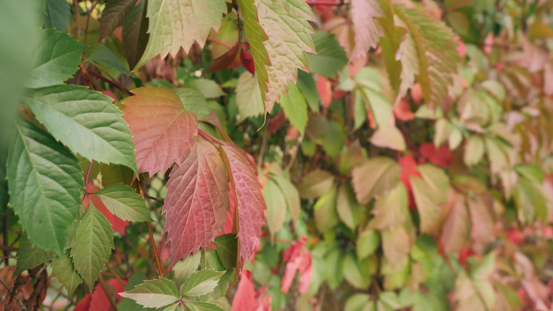 秋叶的颜色不同视频的预览图