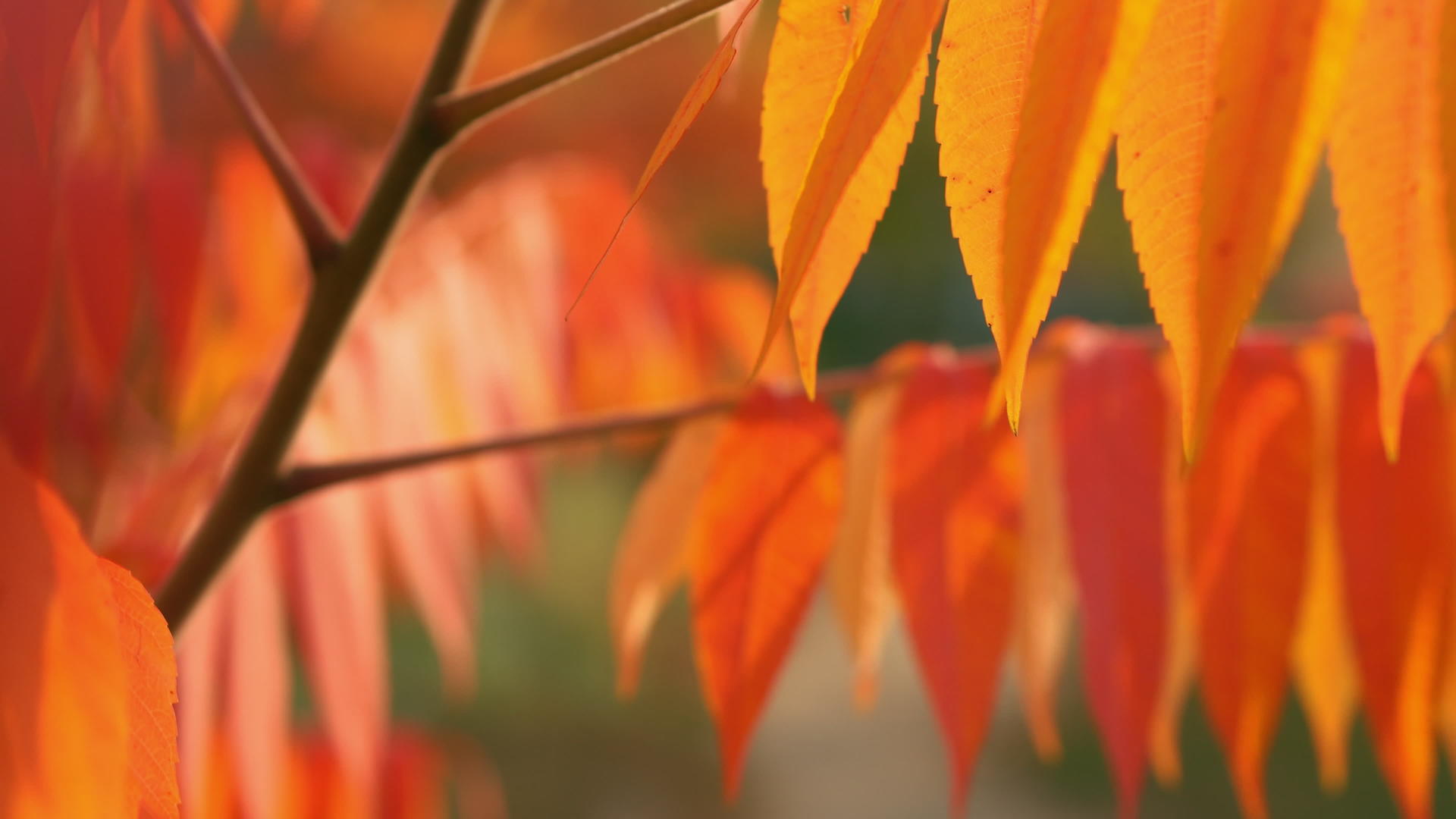 太阳照在橙色的叶子上视频的预览图