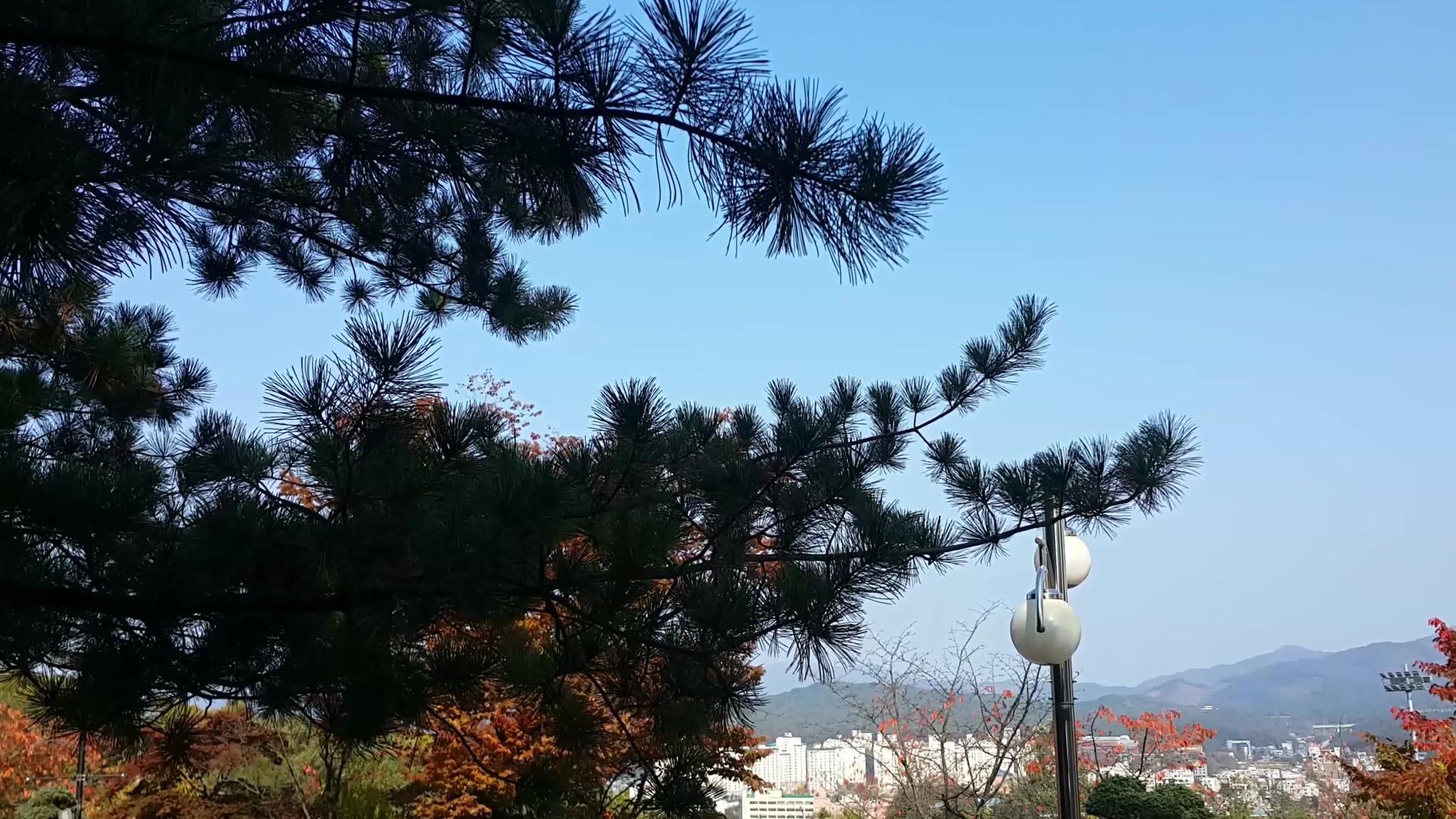 蓝天下空中挥舞着五颜六色的绿树和棕色的树叶视频的预览图