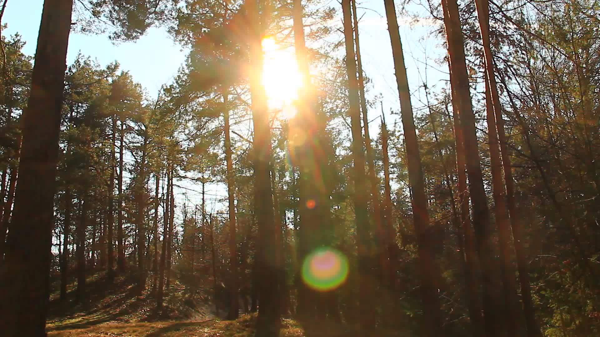 阳光明媚的一天在森林里视频的预览图