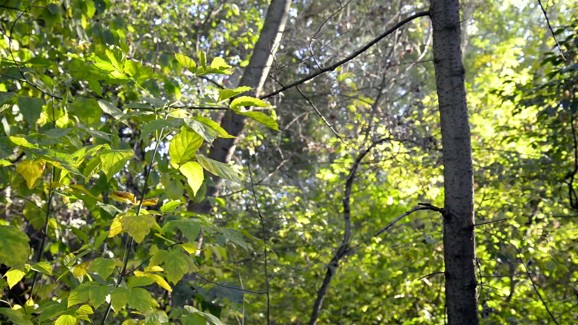树叶在树林里视频的预览图