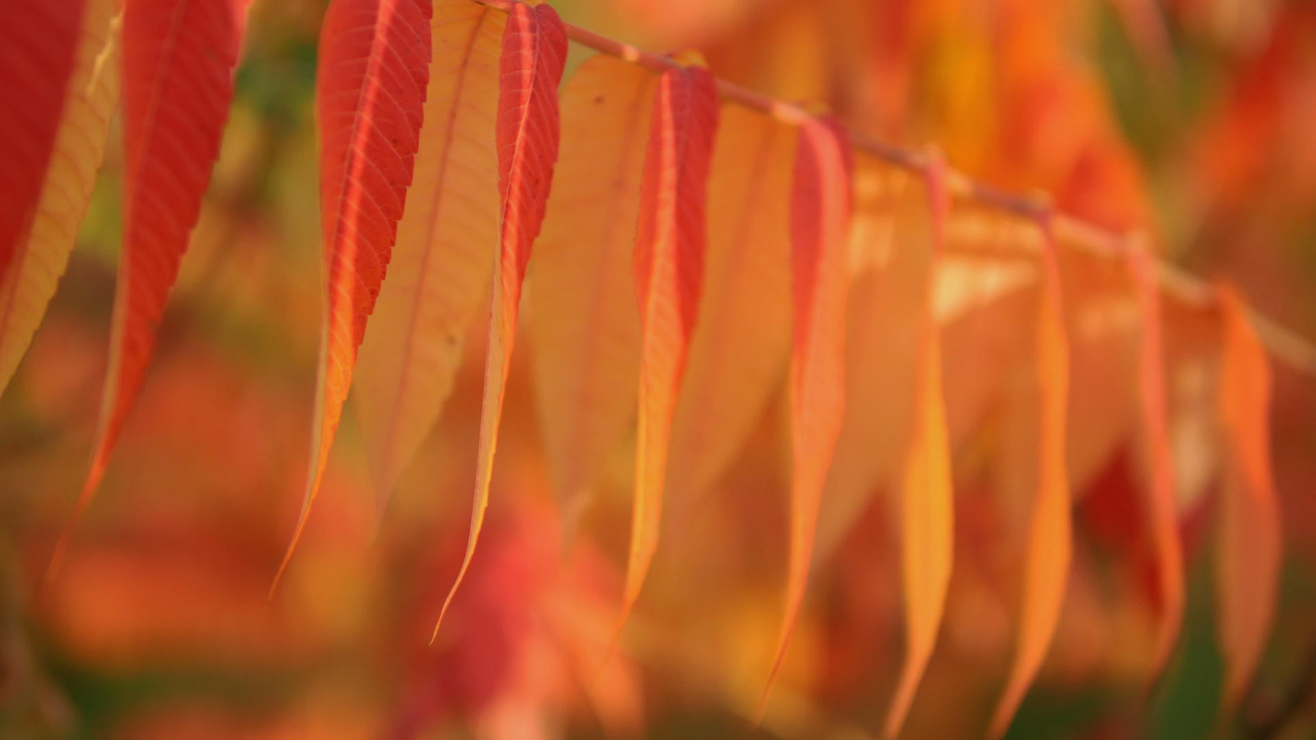 秋天令人惊叹的树枝和树叶视频的预览图