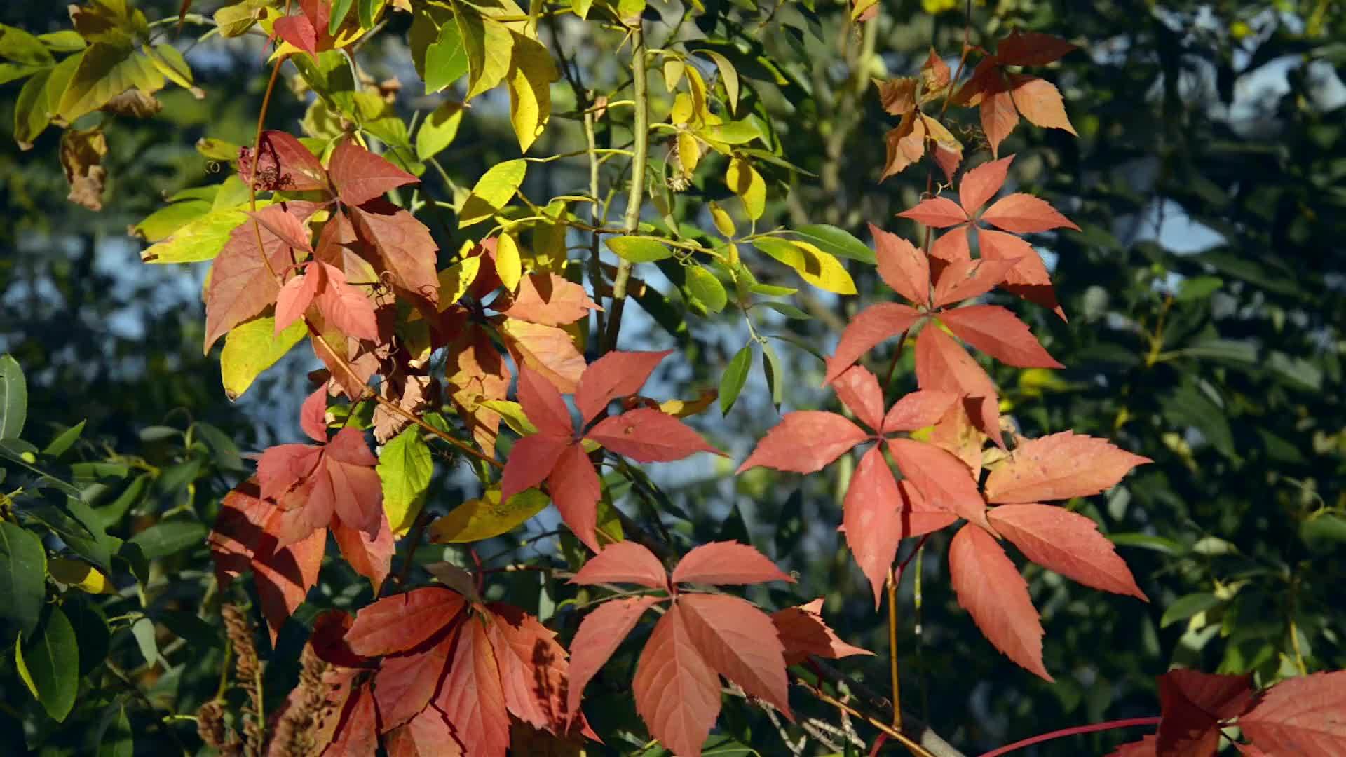 红色的处女座爬树叶被风吹动视频的预览图