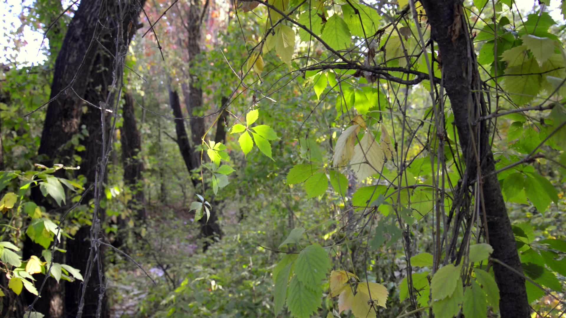 树林里的处女爬行者视频的预览图