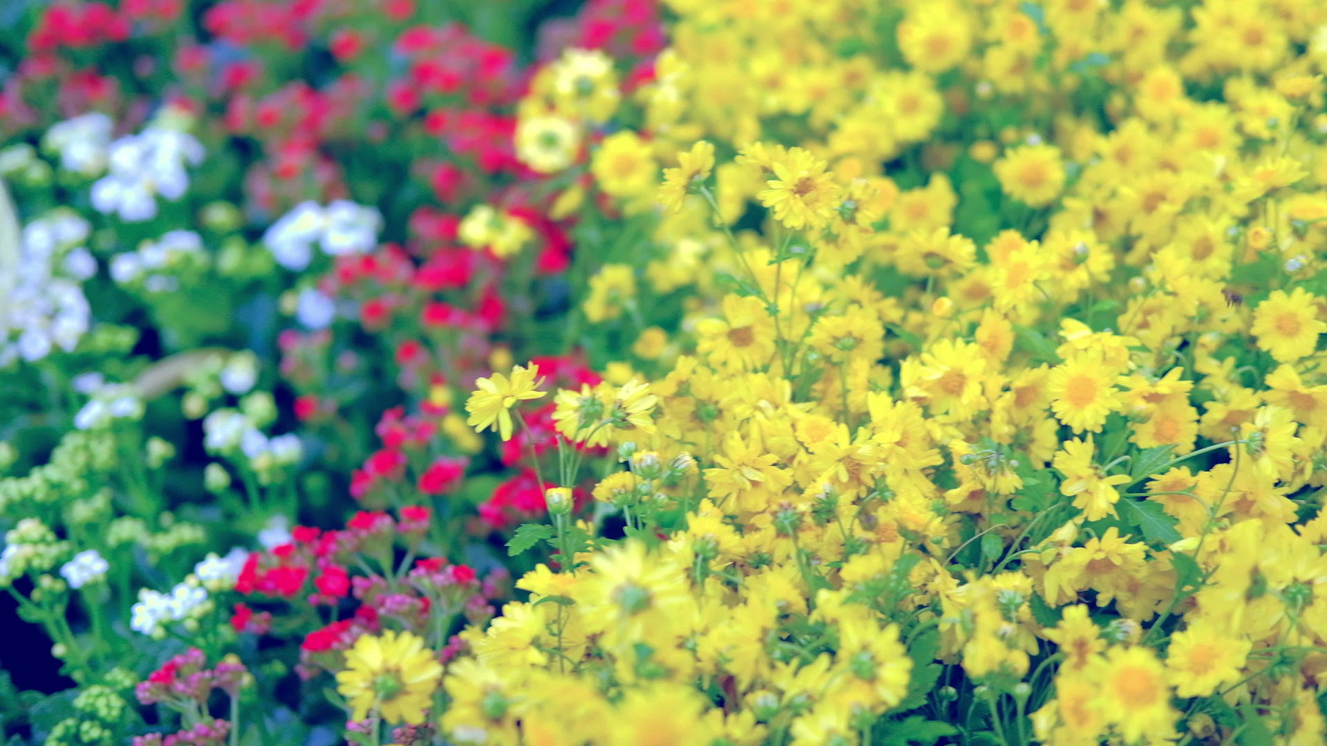 花卉植物区在黄色的菊花花园中是自然背景视频的预览图