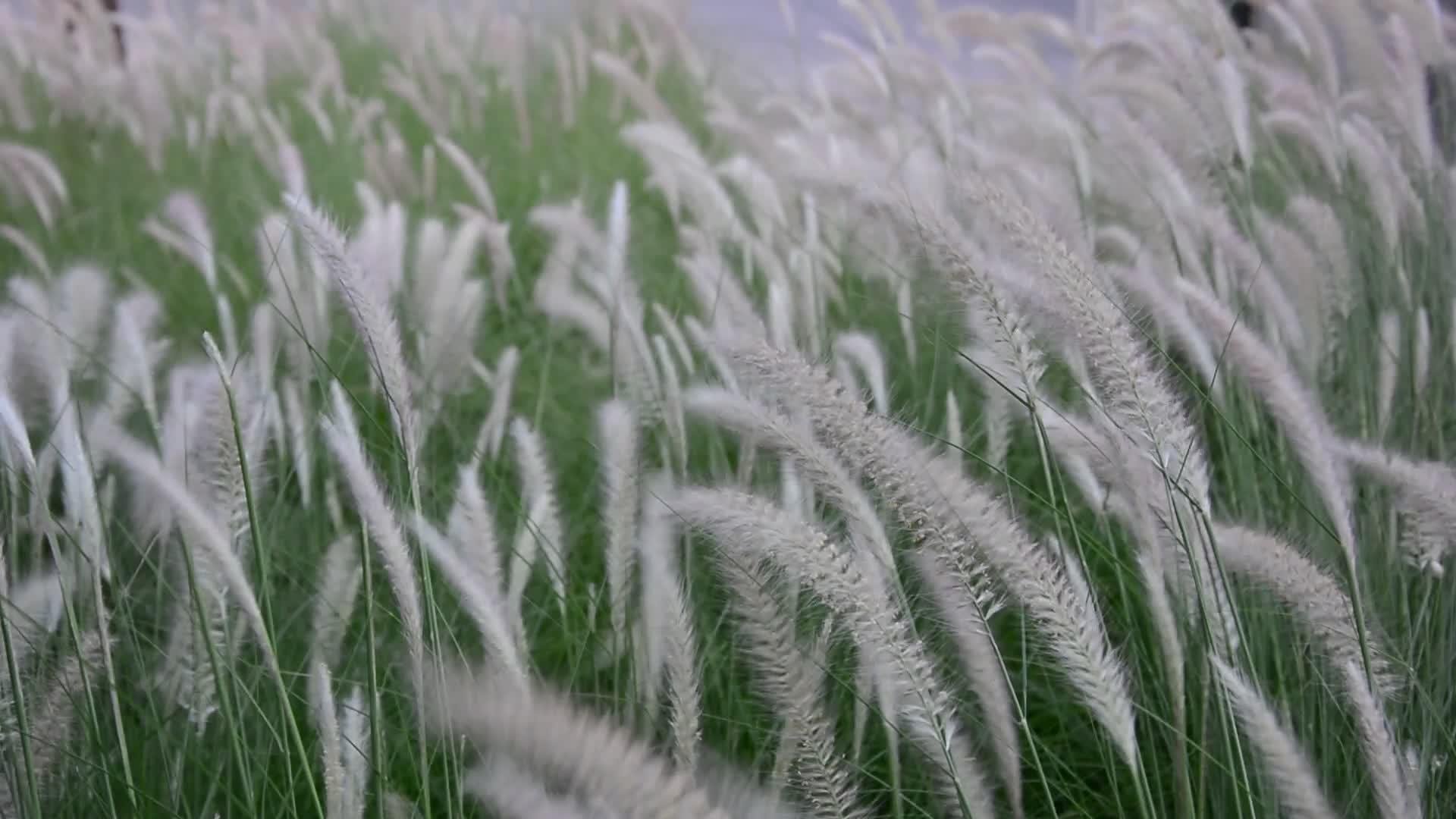 在下雪的天气里芦苇在风中摇曳在微风中吹拂着芦苇和沼泽草视频的预览图