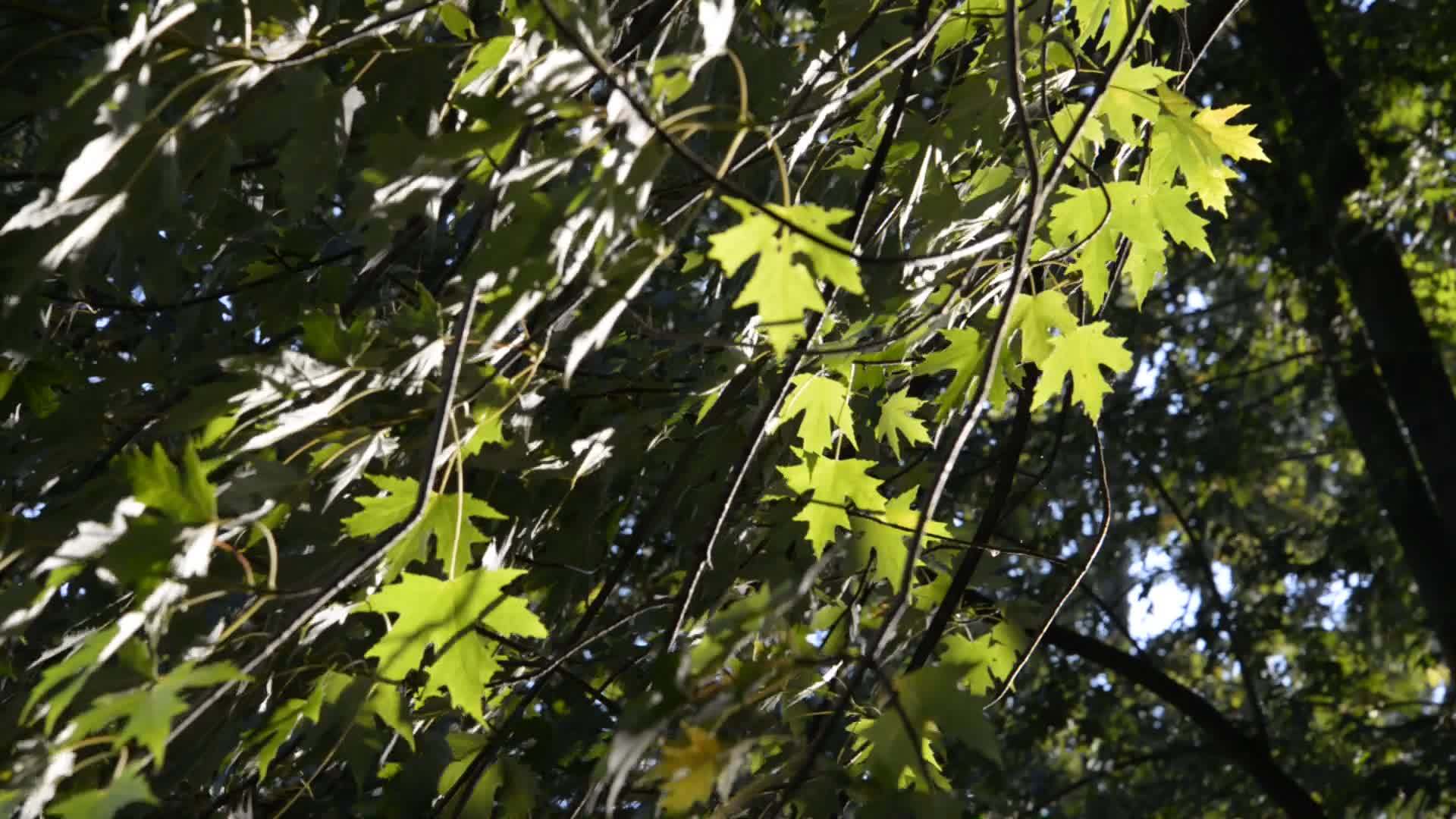 秋天温暖的阳光照亮了树枝上的红叶视频的预览图