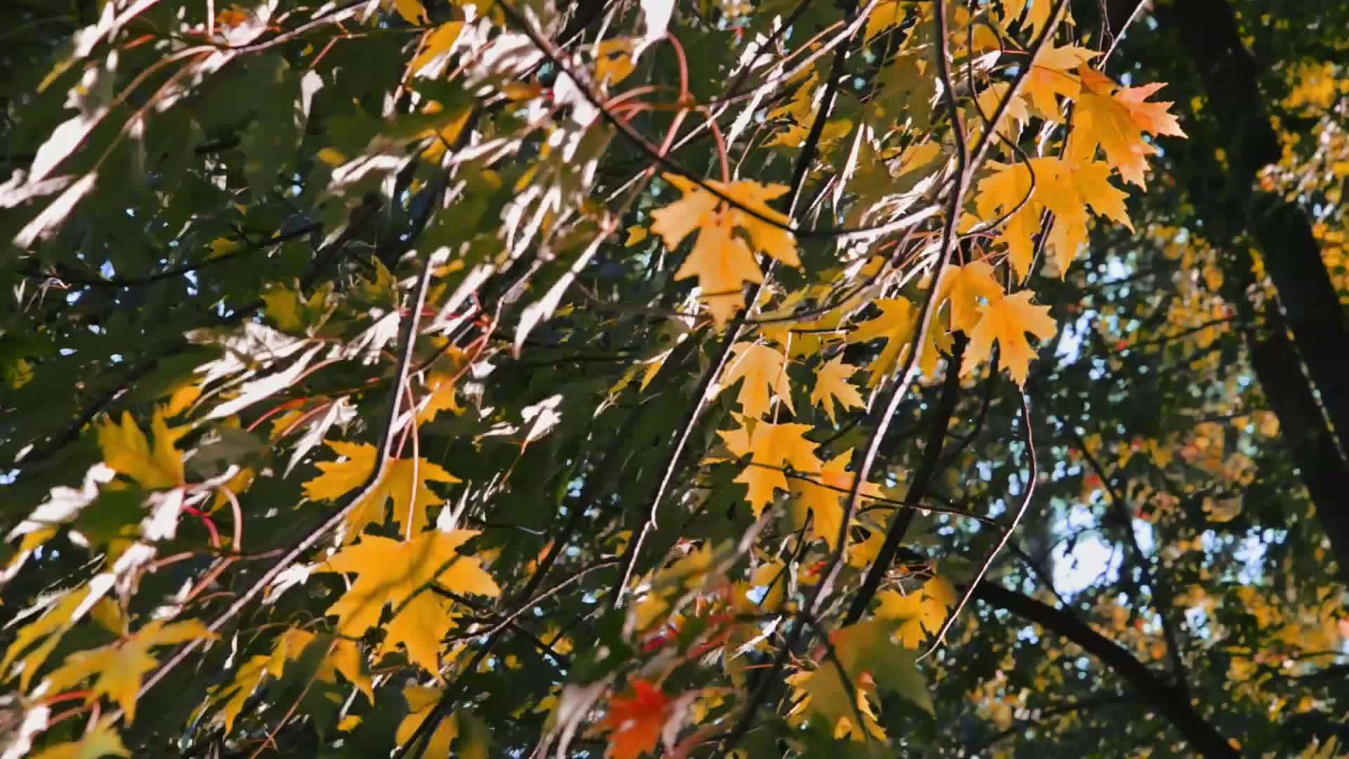 秋天温暖的阳光照亮了树枝上的红叶视频的预览图