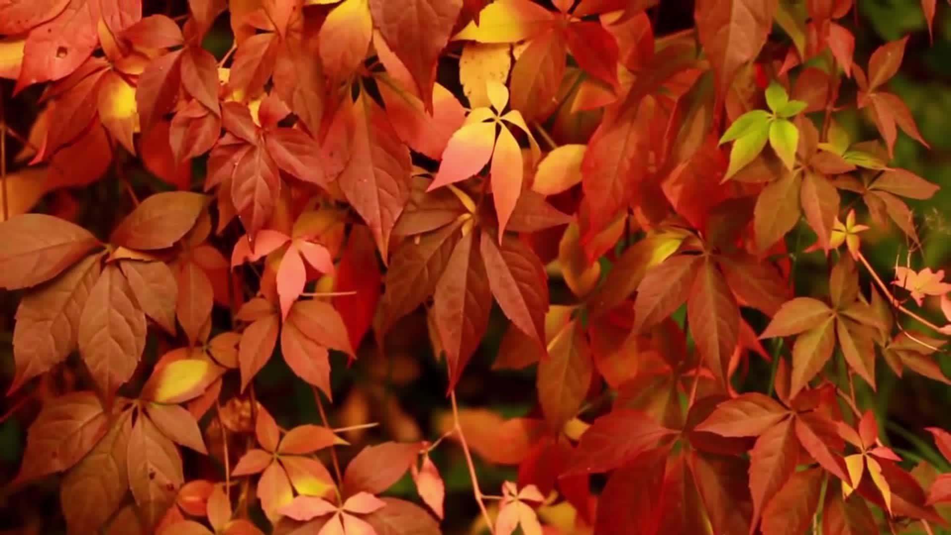 秋天红叶在运动视频的预览图