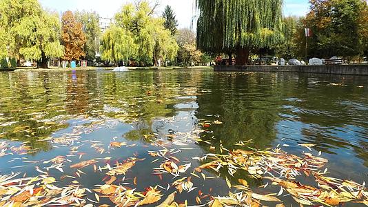 公园池塘表面许多秋叶和树木反射的印象主义抽象总结视频的预览图
