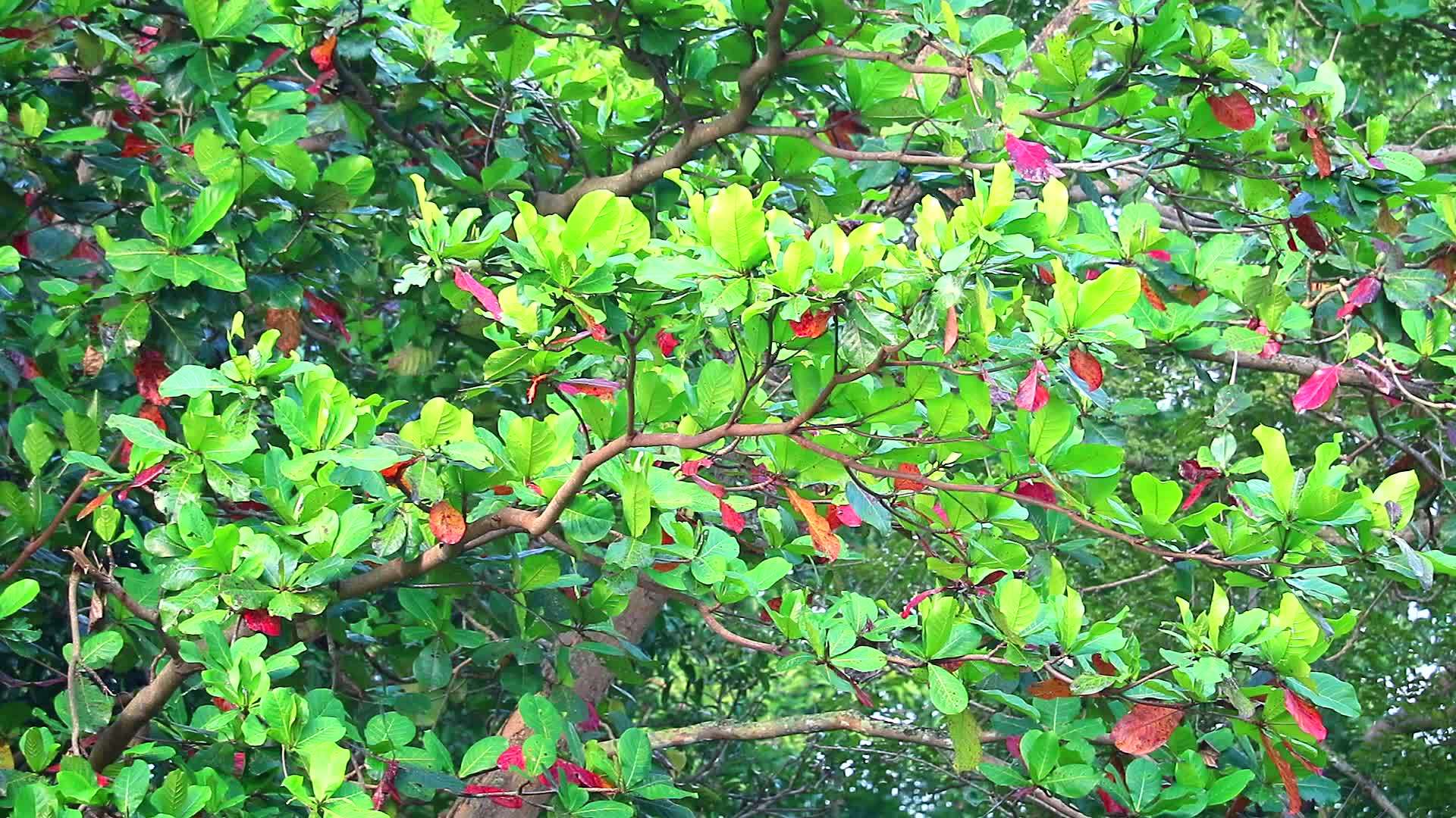 海洋杏仁马拉巴尔杏仁印度杏仁热带杏仁橄榄仁树是多年生落叶视频的预览图