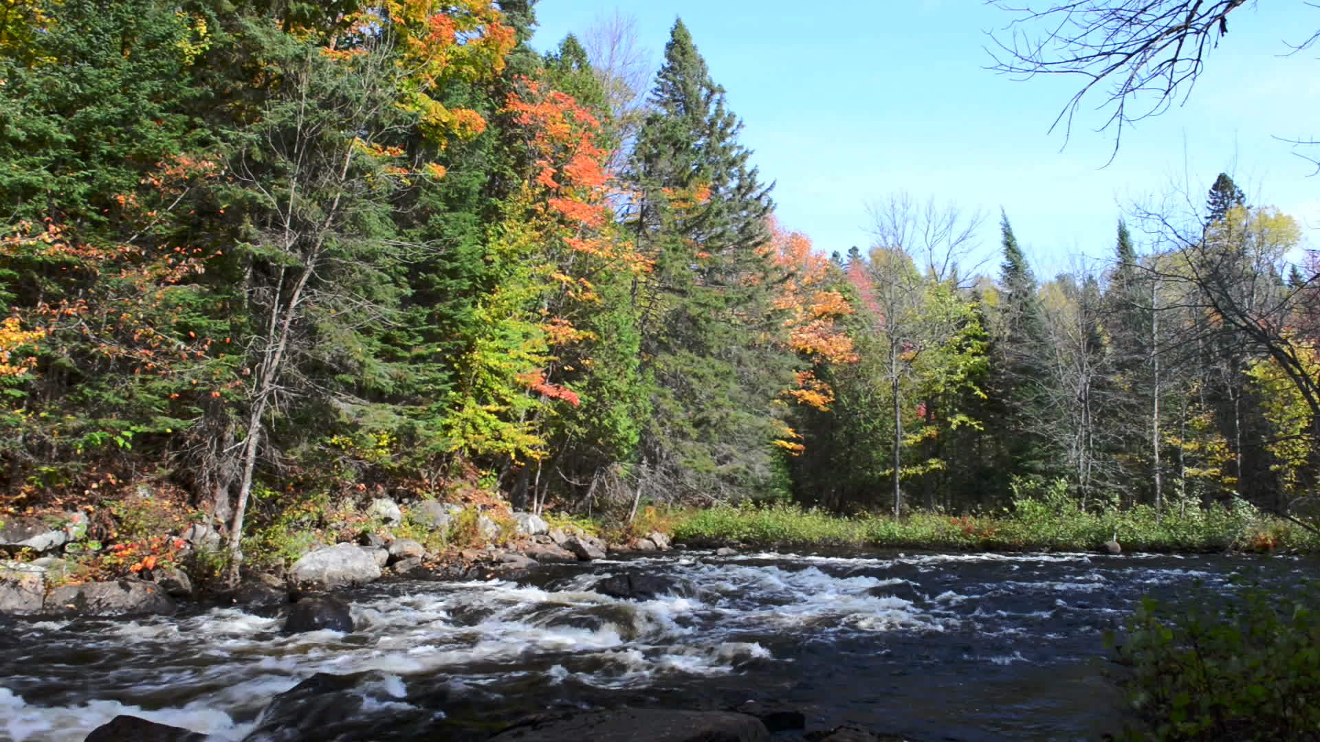 在平坦的河边秋林色彩丰富视频的预览图