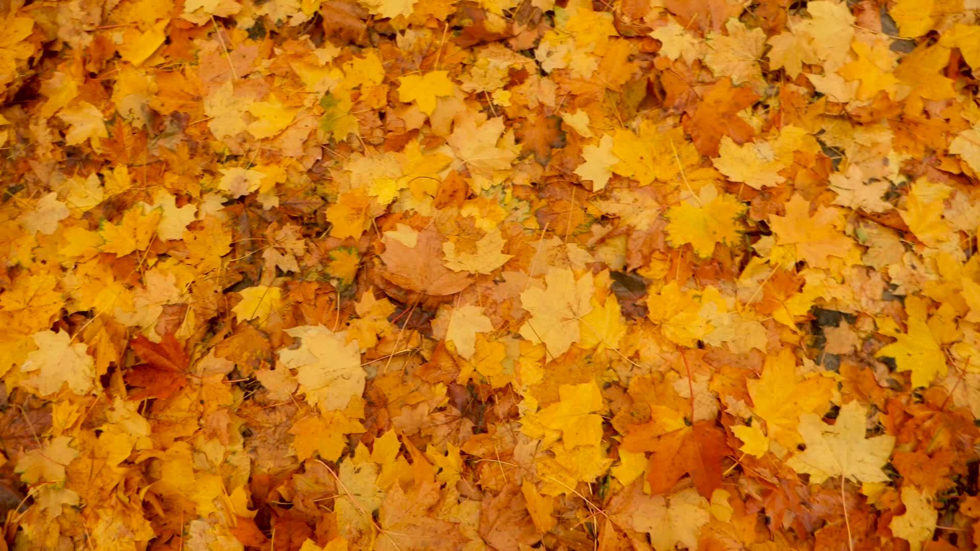 秋天落叶的背景 秋天落叶的概念视频的预览图