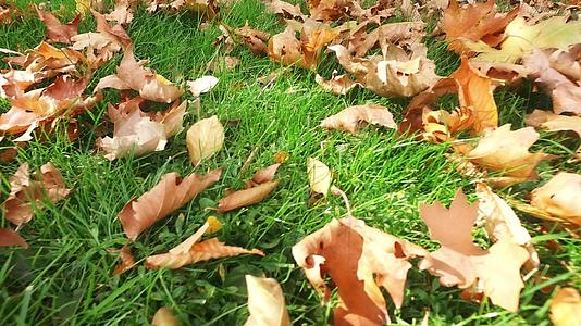 秋天在青草的山坡和阳光下漫步在秋天的公园里行走视频的预览图