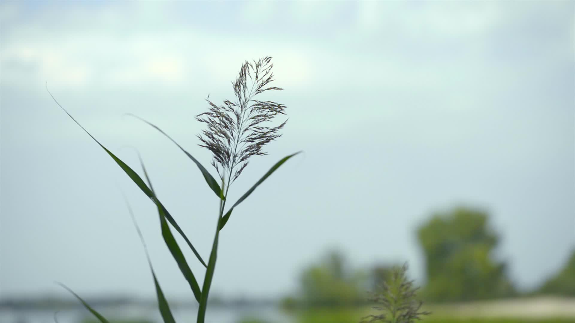 瑞哈拉蒂弗利亚花朵视频的预览图