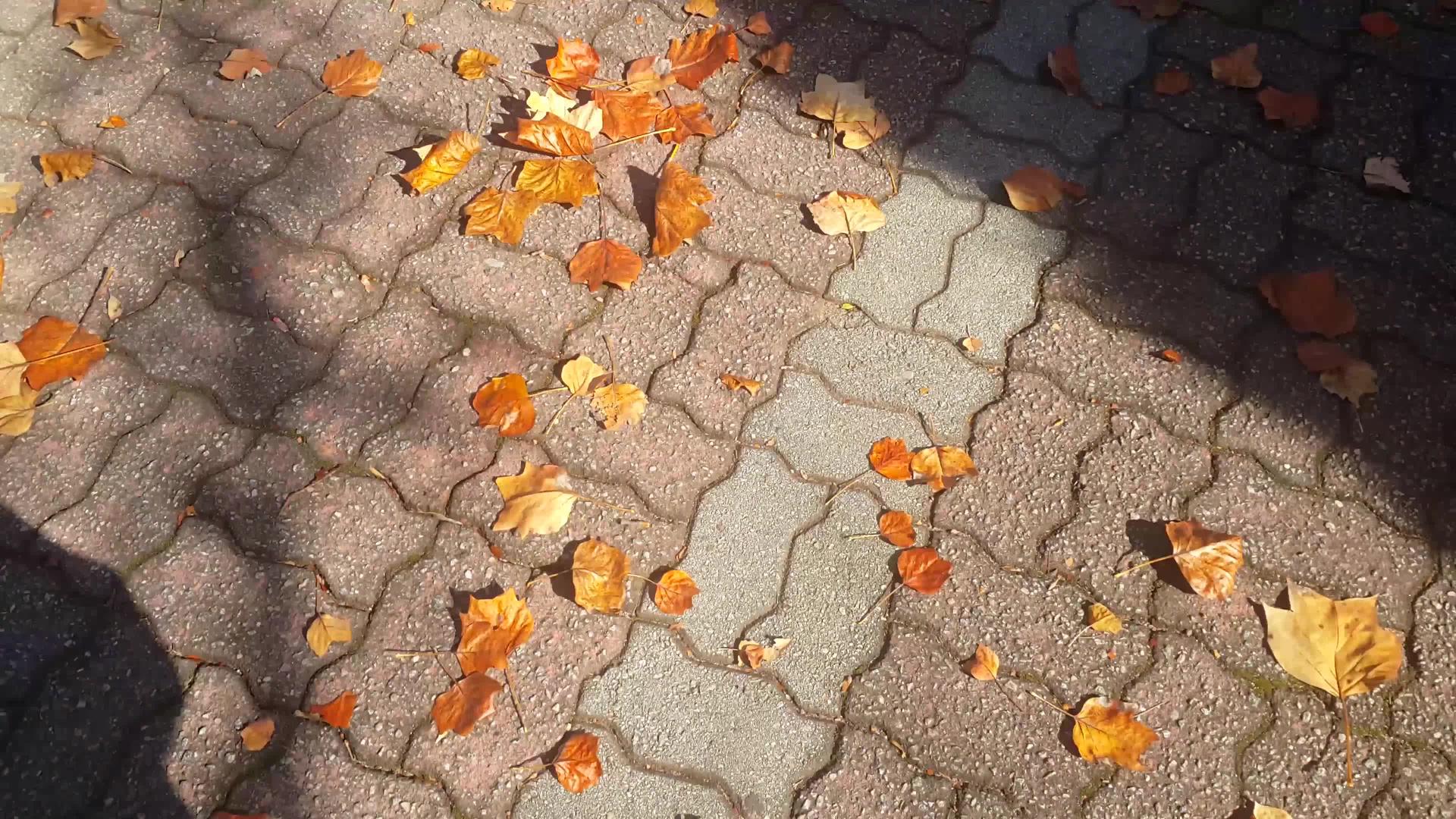 用落叶在砖地板上行走视频的预览图