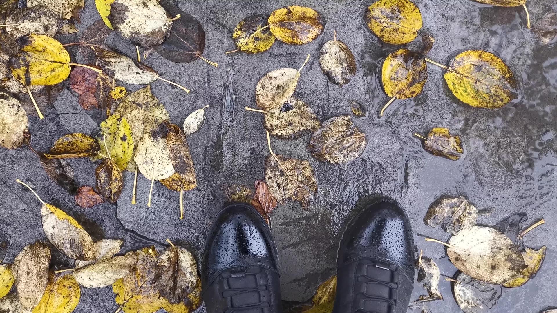 秋天人行道上有黄叶和皮鞋视频的预览图