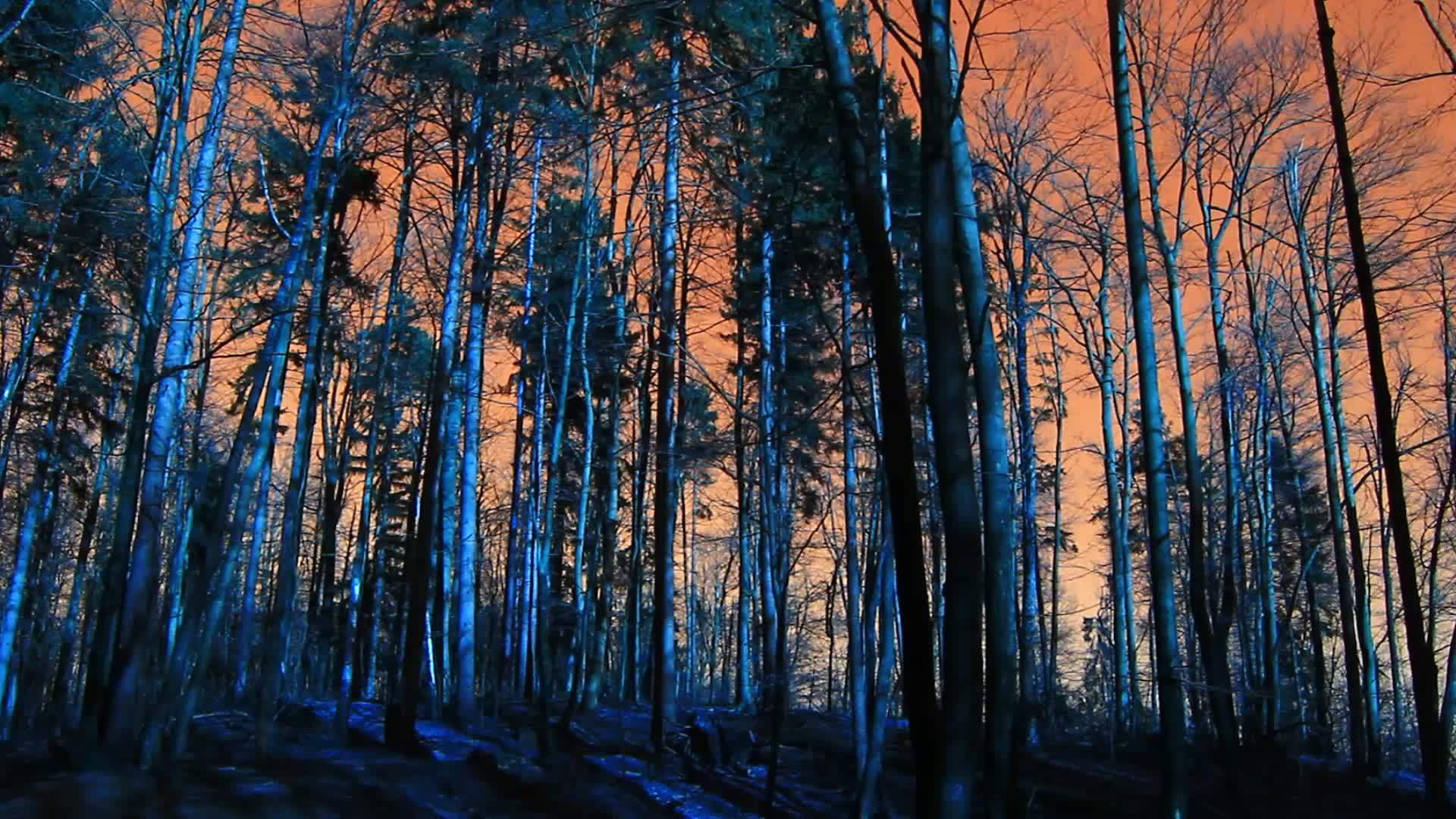 秋天的超真实森林和采伐视频的预览图
