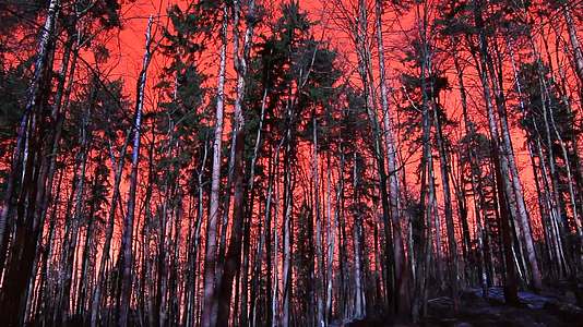 红森林和秋天的天空视频的预览图