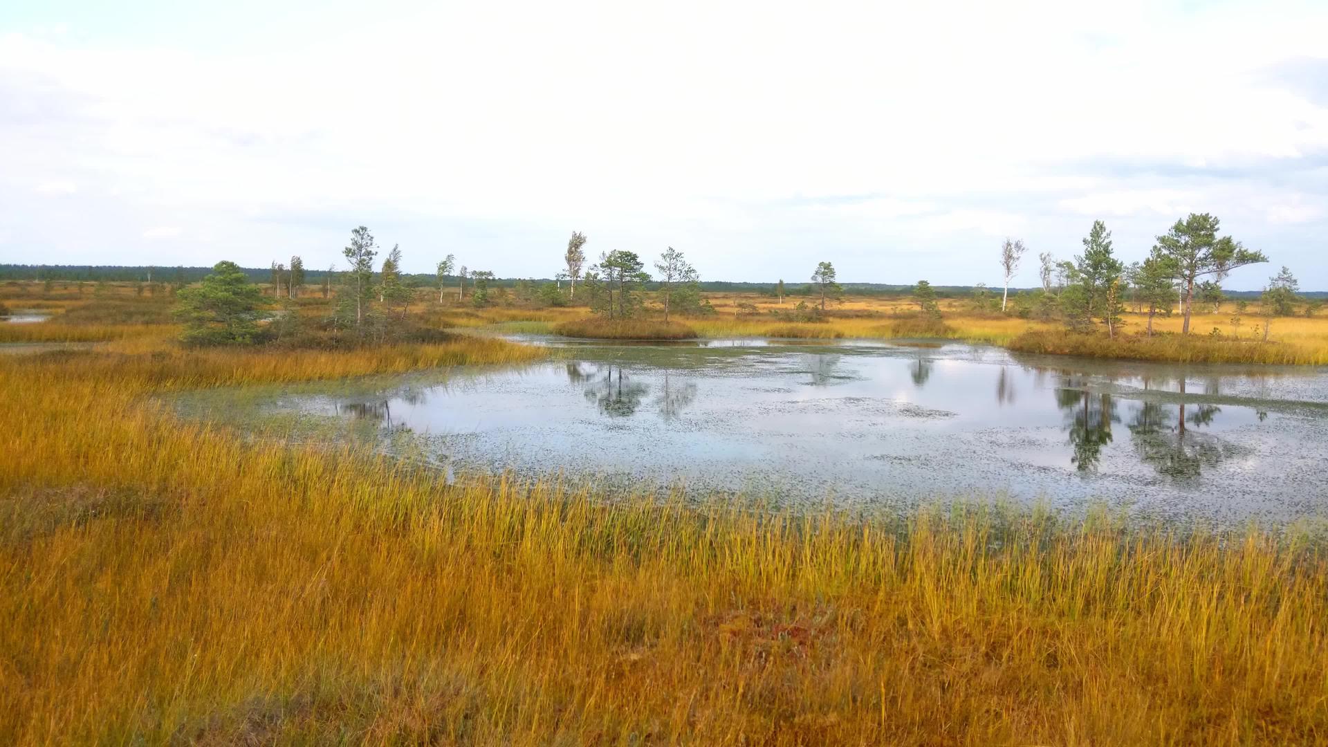 秋天散步时的黄色沼泽视频的预览图