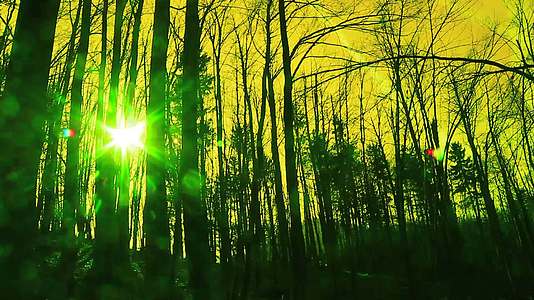 秋天的森林和太阳视频的预览图