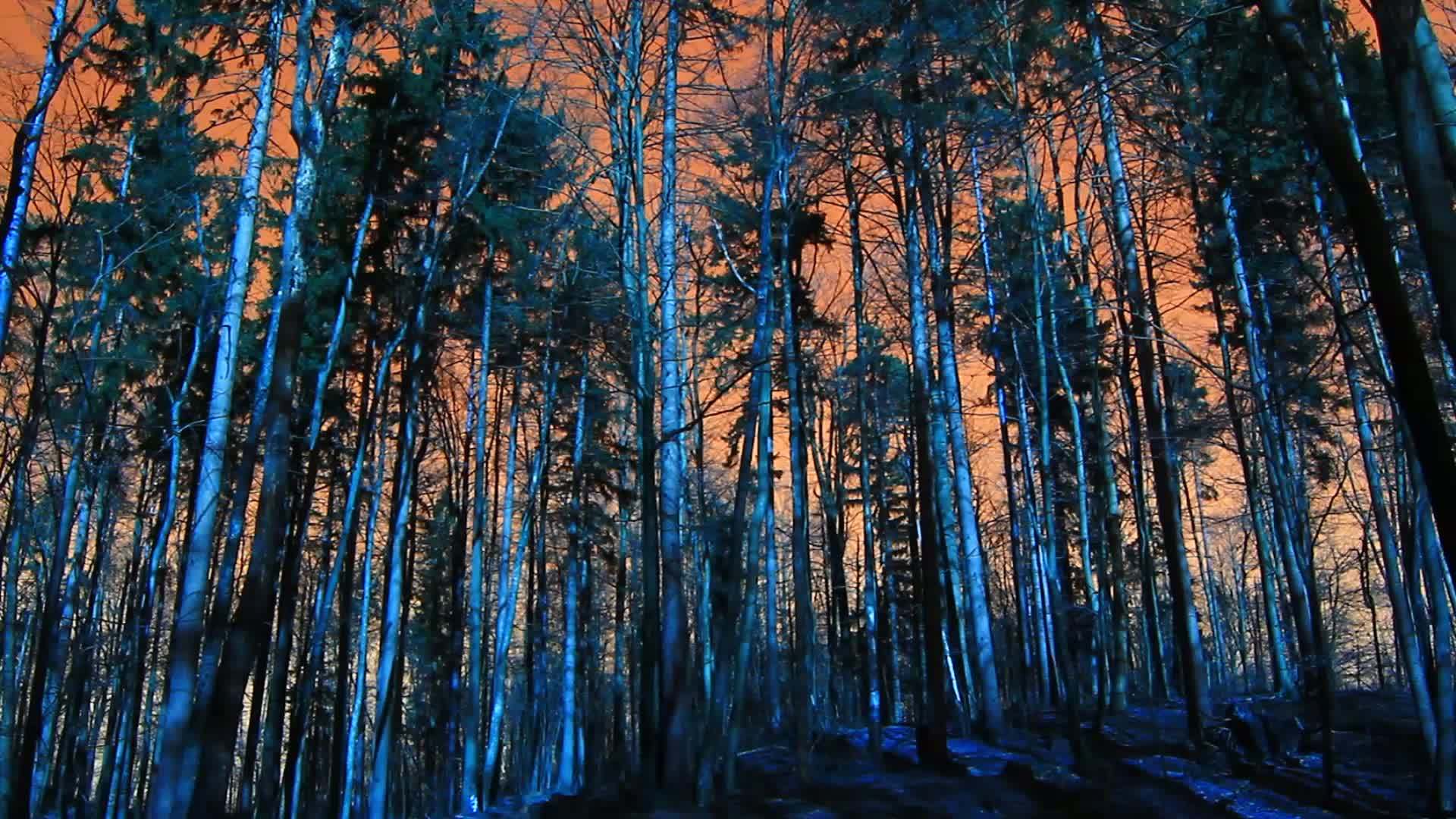 可怕的森林和秋天的砍伐视频的预览图