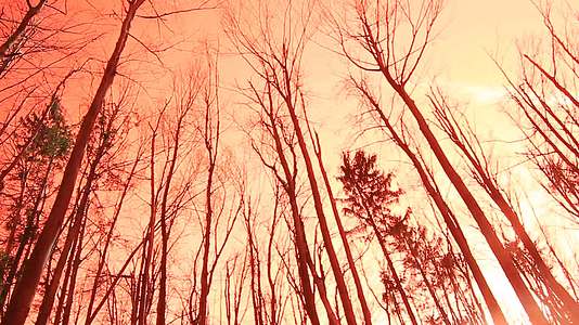 秋天的恐怖山谷和光秃秃的森林视频的预览图