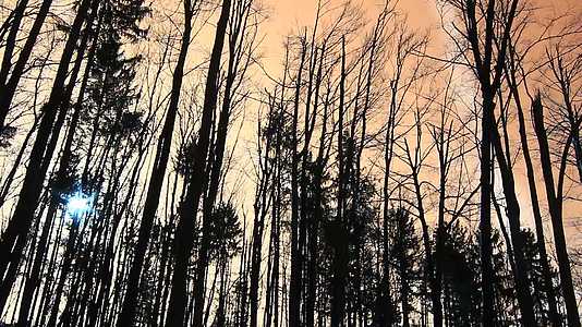 秋天可怕的森林和上面的太阳视频的预览图
