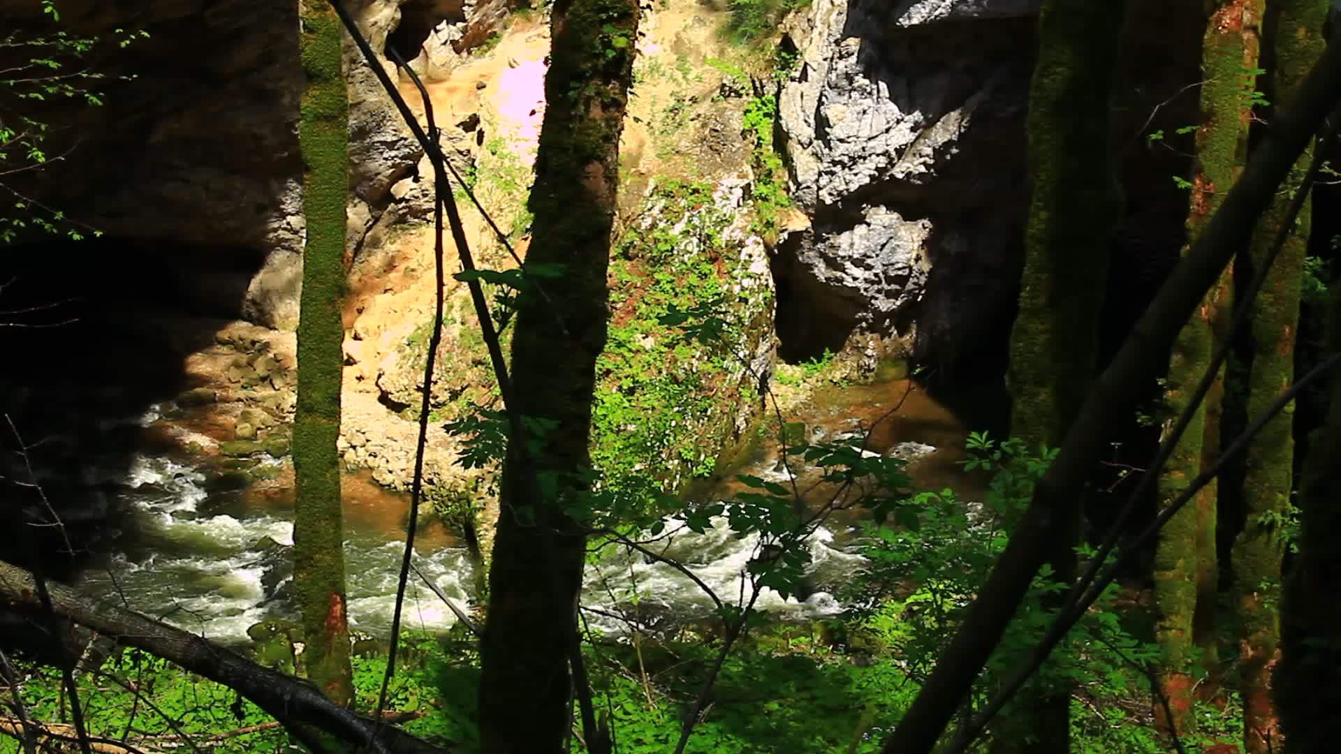 危险林及其中的河流视频的预览图