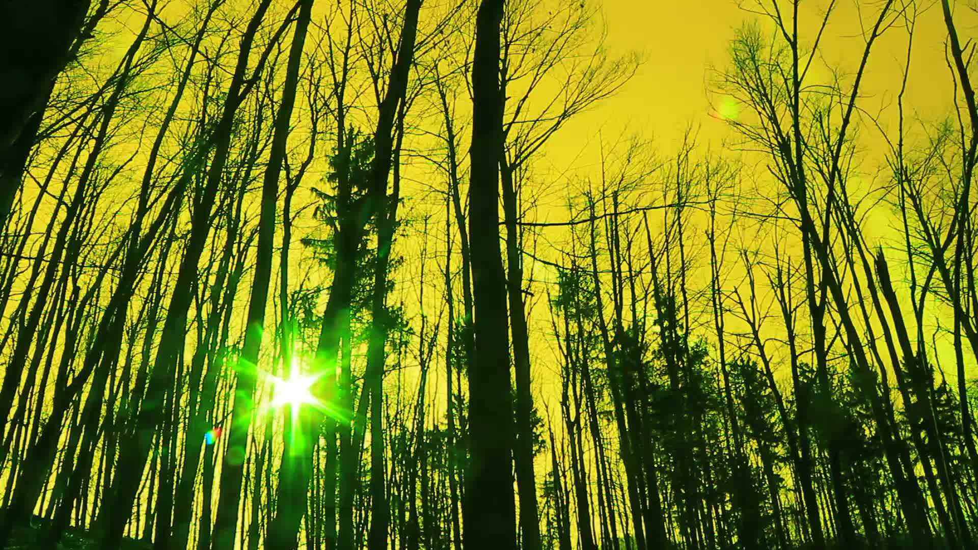 秋天和阳光下超真实的森林视频的预览图