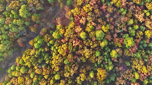 秋树从多彩的秋林高处的秋树林视频的预览图
