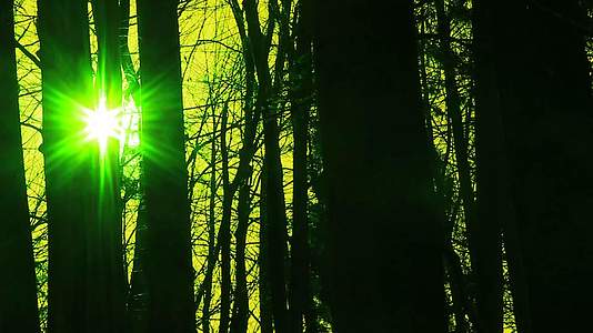 秋天和阳光下超真实的森林视频的预览图
