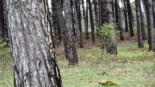 古老的自然森林树木背景绿色自然景观景观视频的预览图