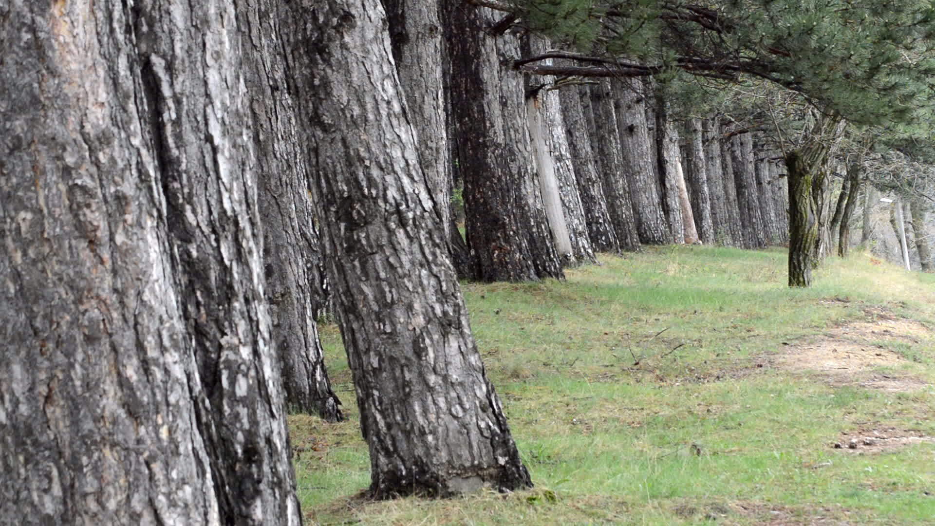 古老的自然森林树木背景绿色自然景观景观视频的预览图