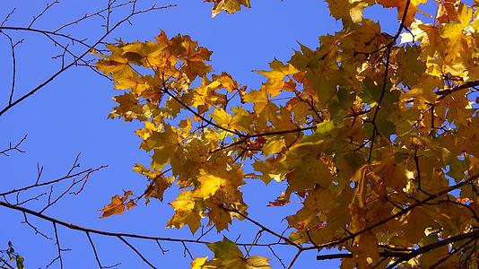 秋天树上的黄叶面对着蓝天视频的预览图