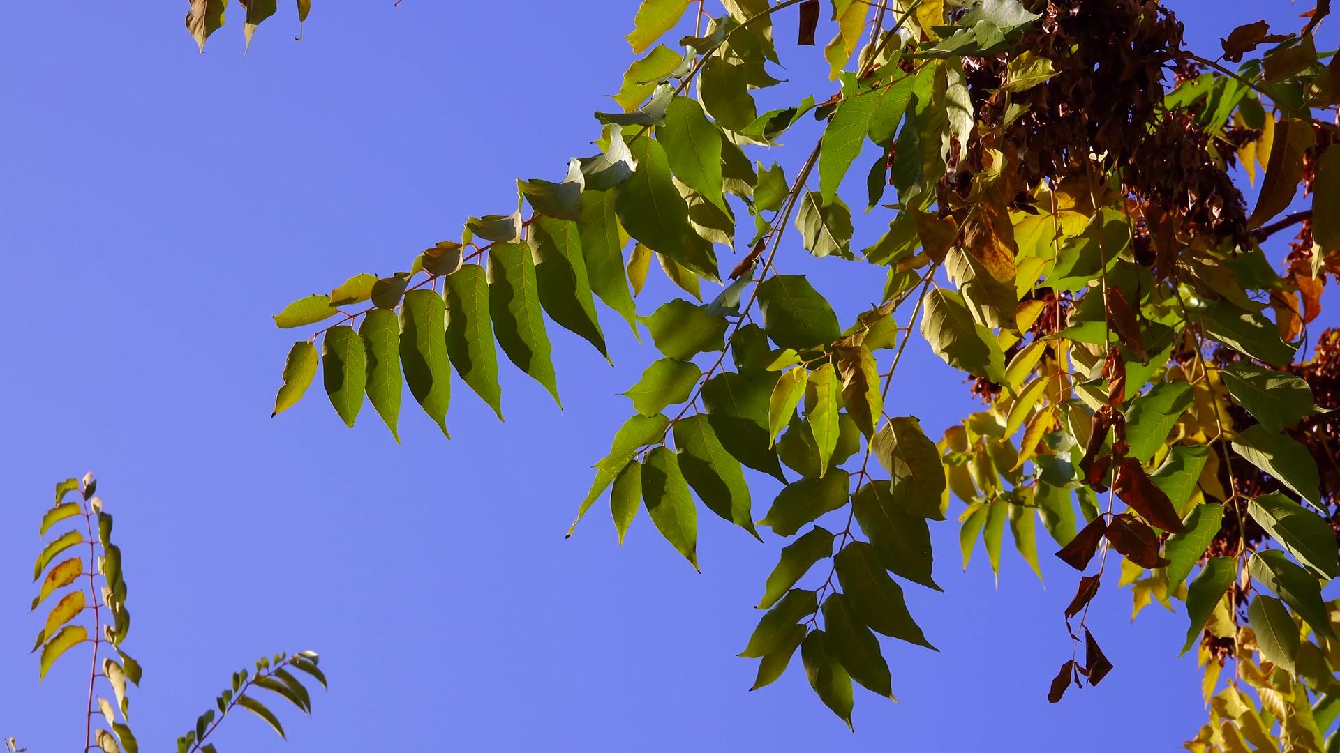 秋天树上的黄叶面对着蓝天视频的预览图