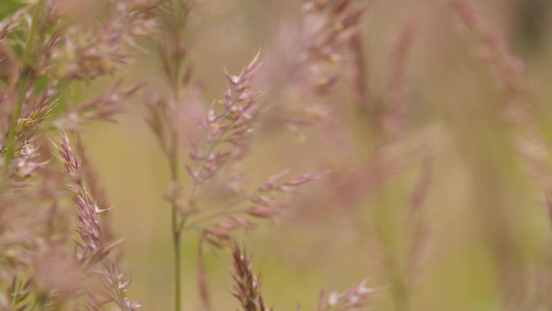 风中野生谷物种子视频的预览图